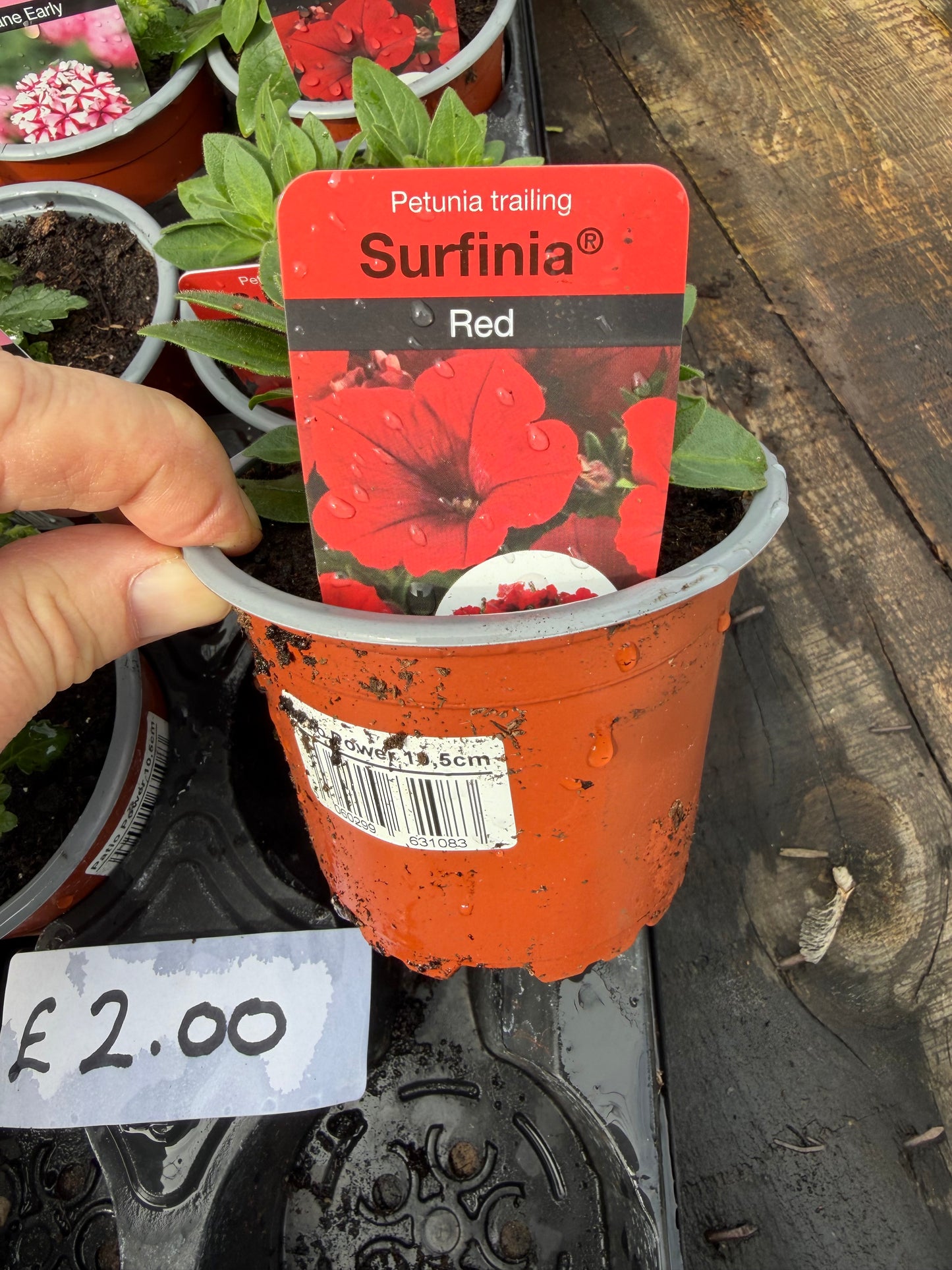 Petunia Trailing Surfinia Varieties