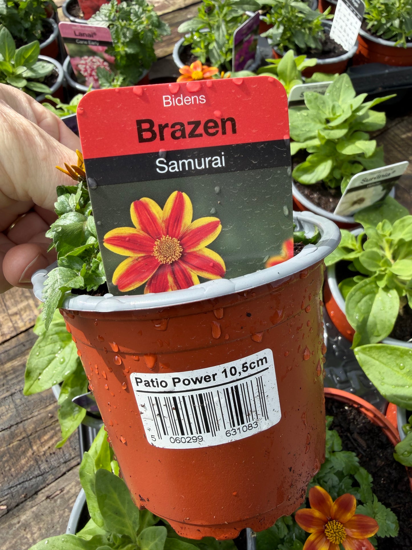Bidens Brazen Samurai
