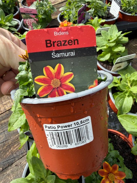 Bidens Brazen Samurai