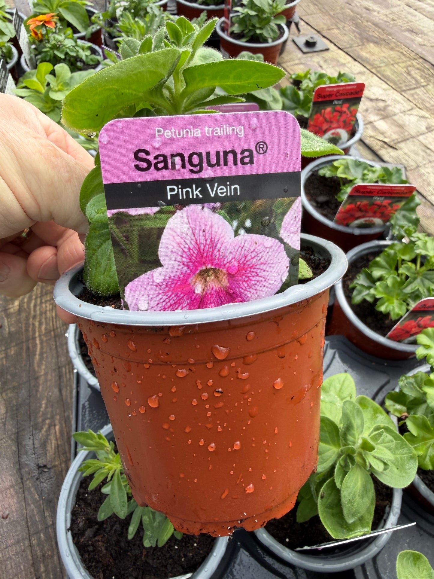 Petunia Trailing Sanguna Varieties