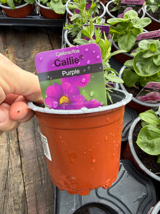 Calibrachoa Callie Purple