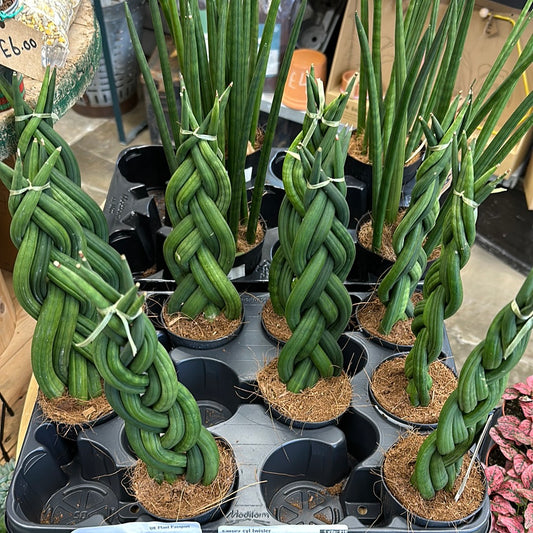 Sansevieria - Collection Only