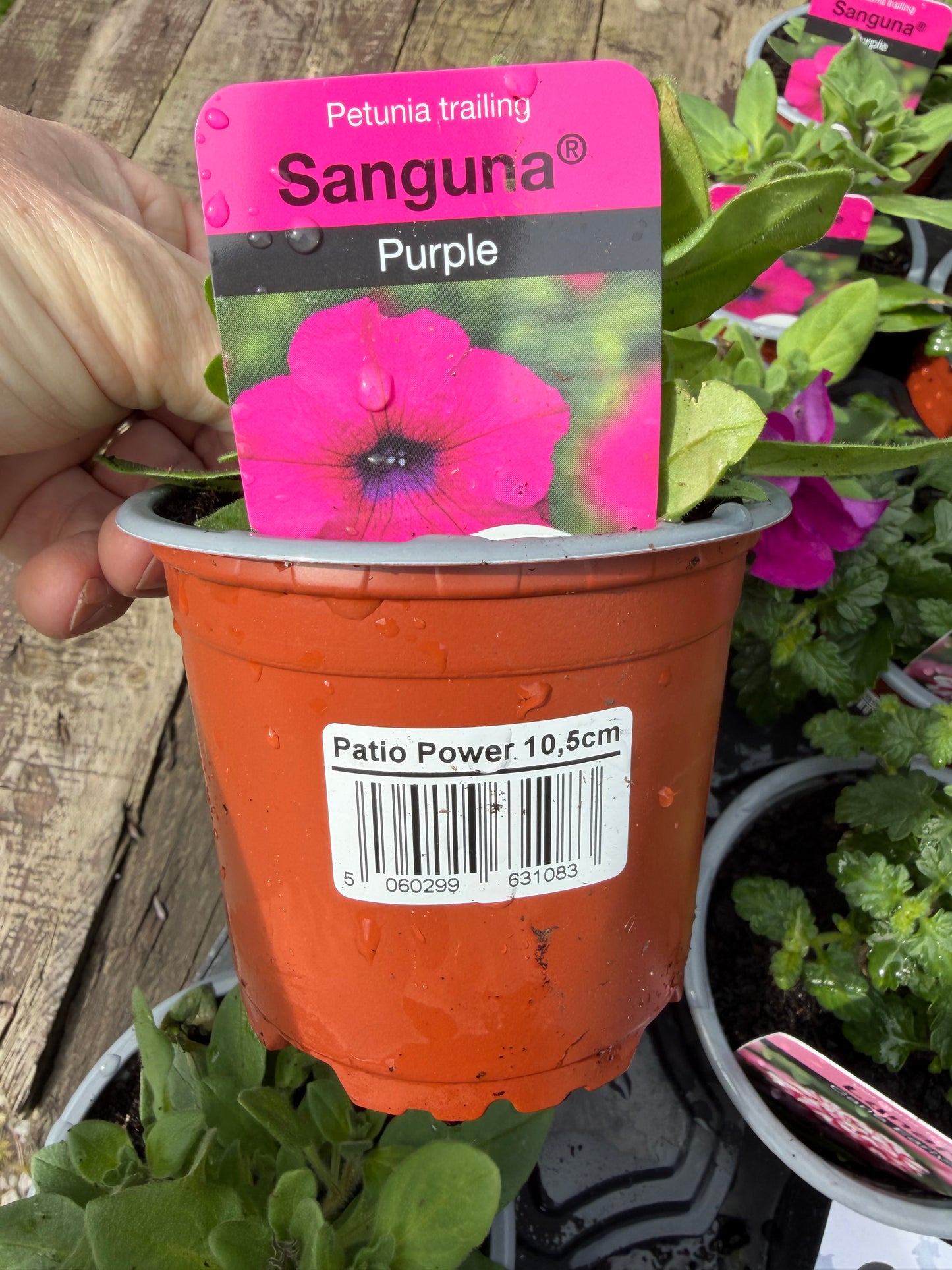 Petunia Trailing Sanguna Varieties