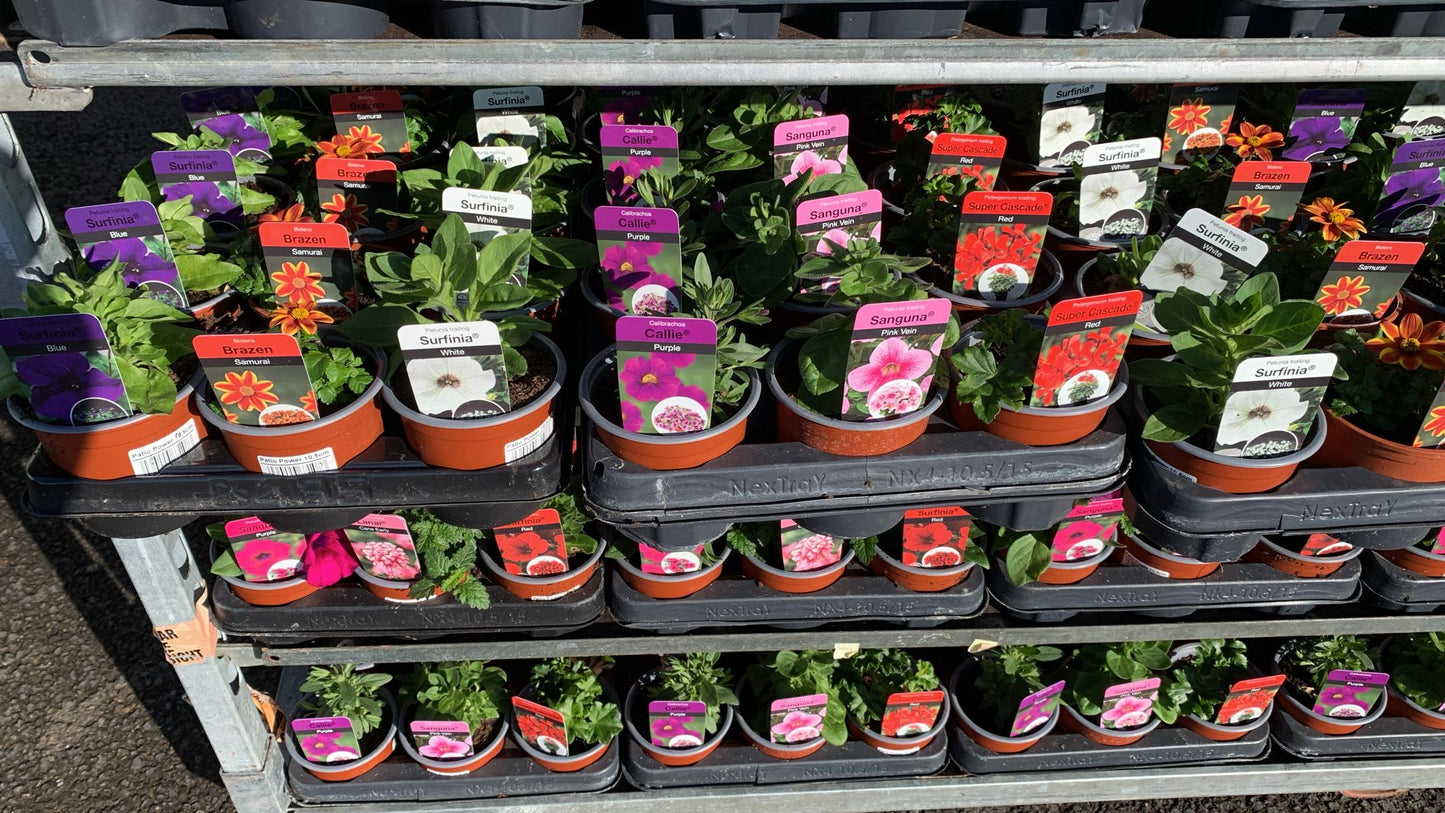 Petunia Trailing Sanguna Varieties