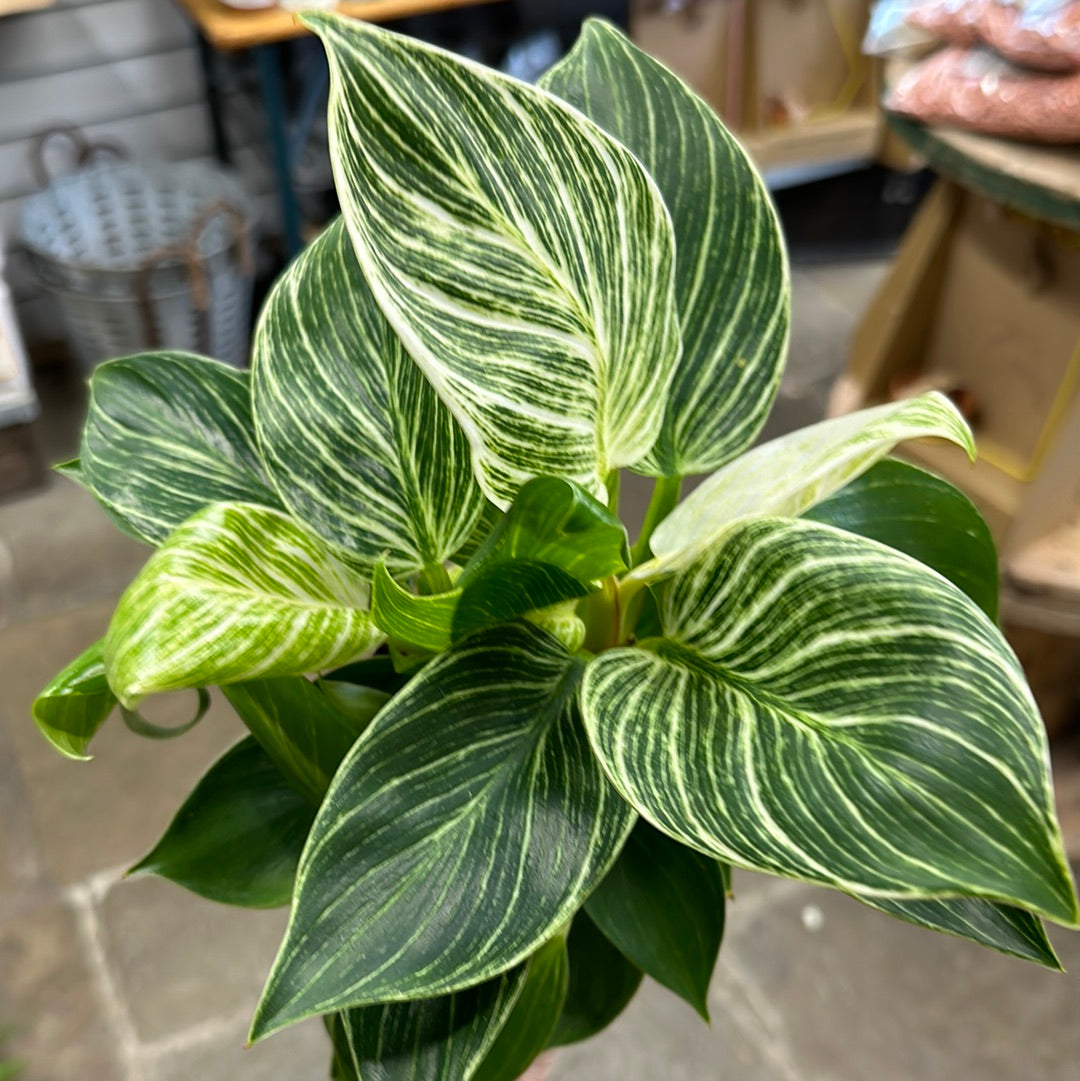 ‘Philodendron Zebra’ - Collection Only