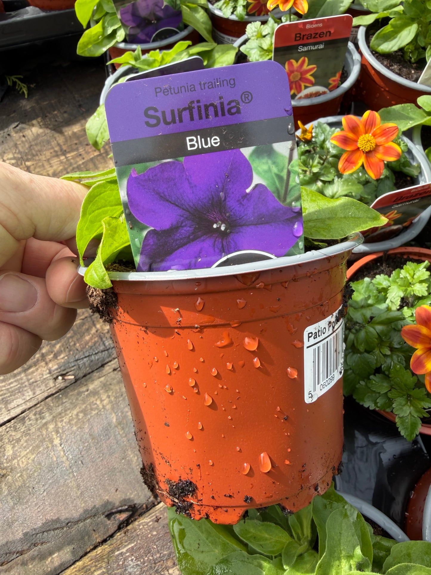 Petunia Trailing Surfinia Varieties
