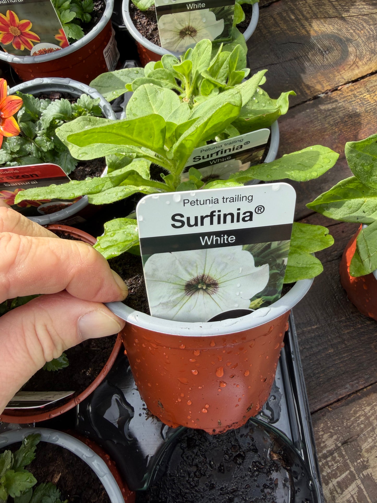 Petunia Trailing Surfinia Varieties