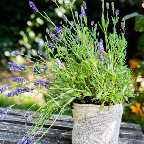 Wool Pots